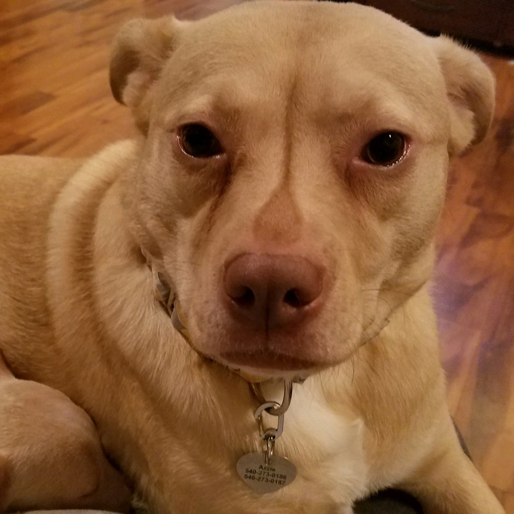 Meet your Posher, Layla